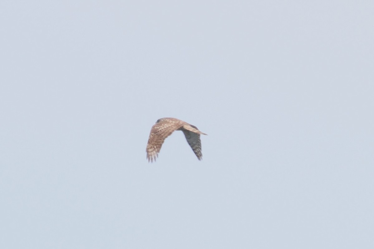 Eurasian Goshawk - 志民 蘇