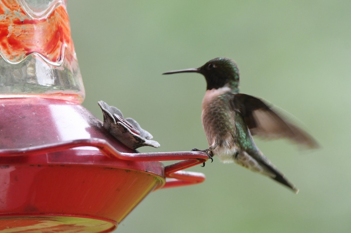 Ruby-throated Hummingbird - Kevin Smith