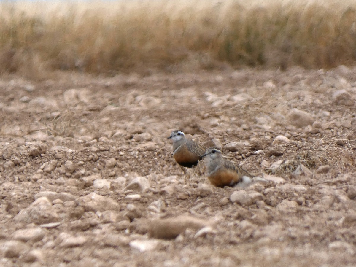 Eurasian Dotterel - Iván de la Torre Gómez