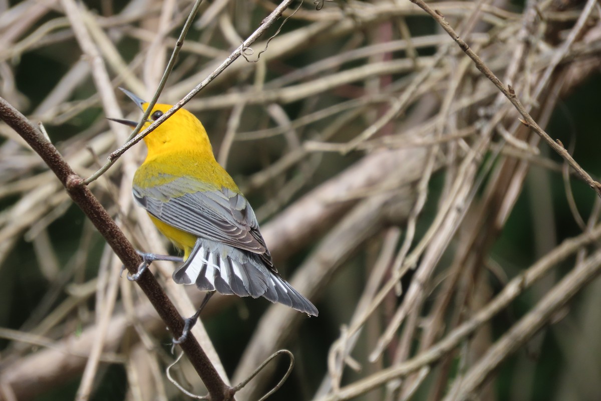 Prothonotary Warbler - Catherine Boisseau