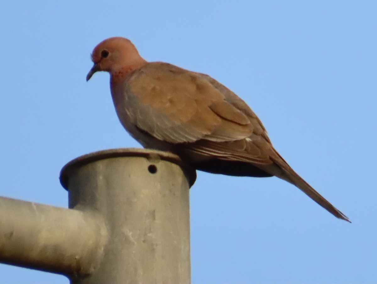 Laughing Dove - ML619132848