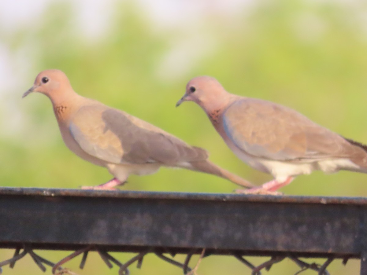 Laughing Dove - Gargi Dalawat