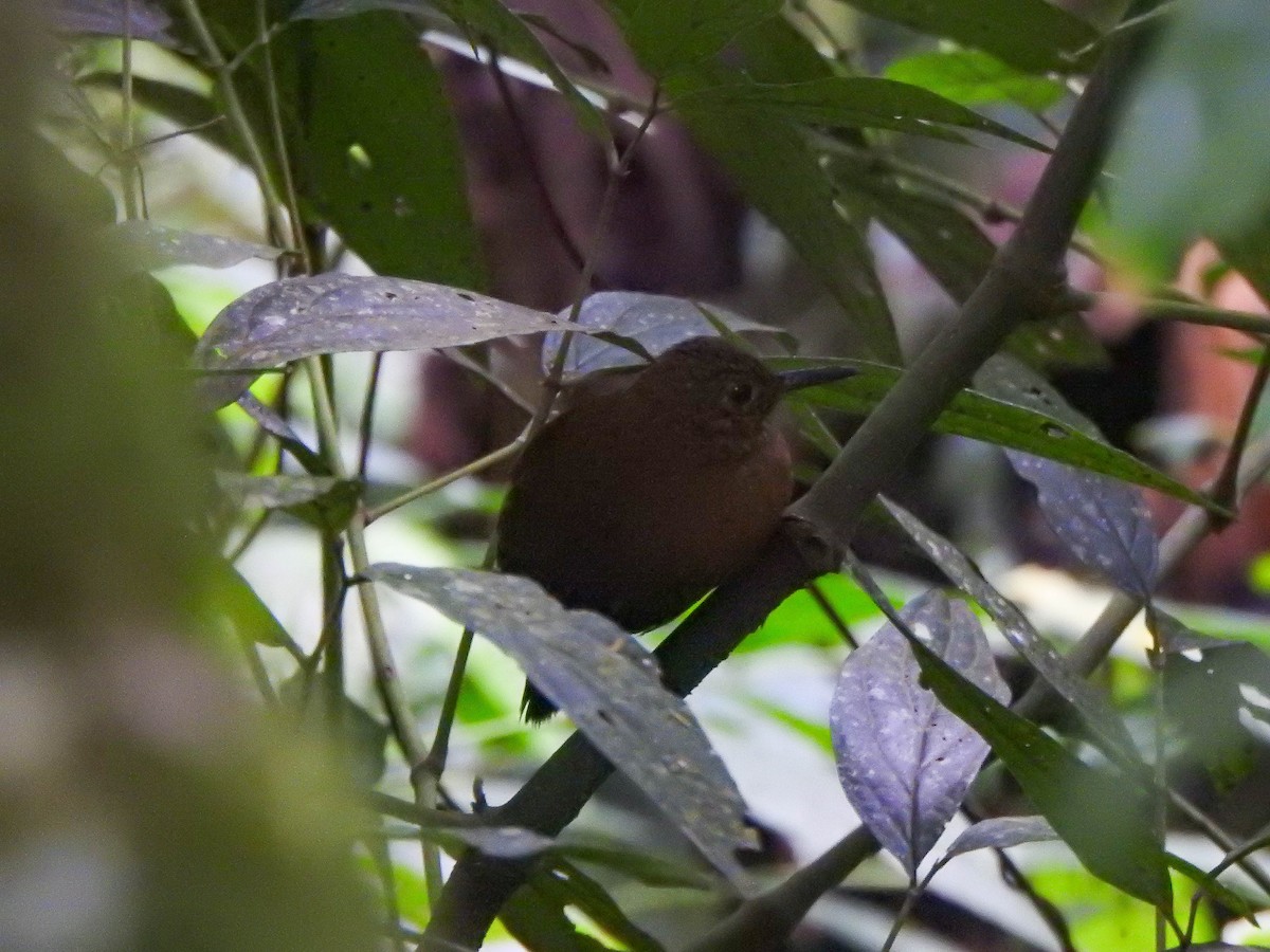 Rufous-breasted Leaftosser (Rufous-breasted) - Alido junior