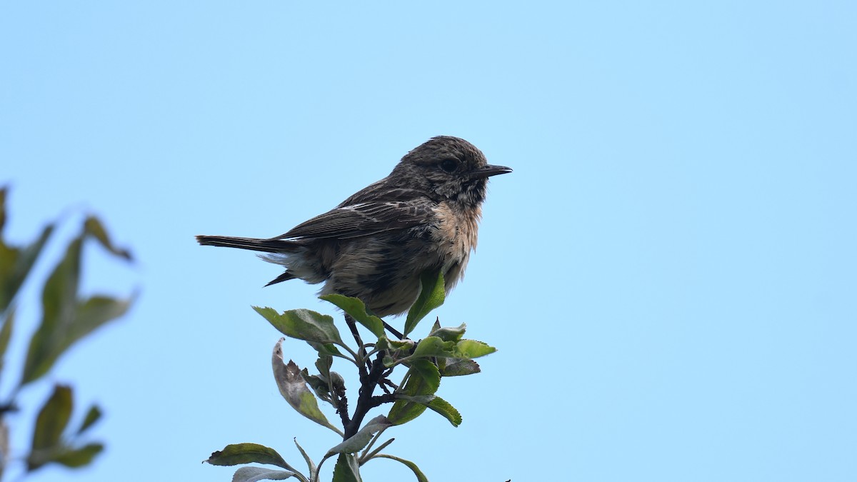 European Stonechat - Vlad Sladariu