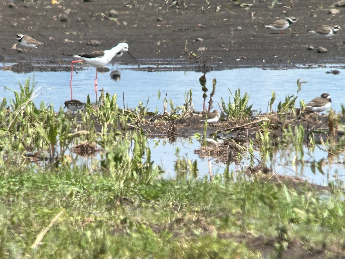 Broad-billed Sandpiper - Hein Prinsen