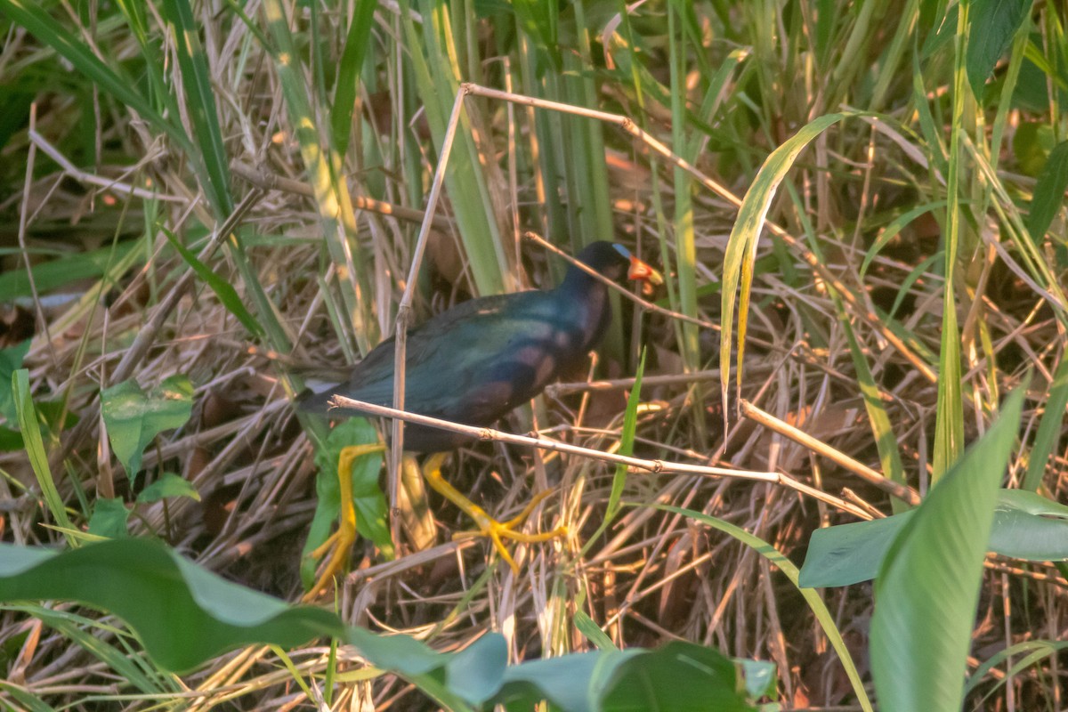 Purple Gallinule - Manuel de Jesus Hernandez Ancheita