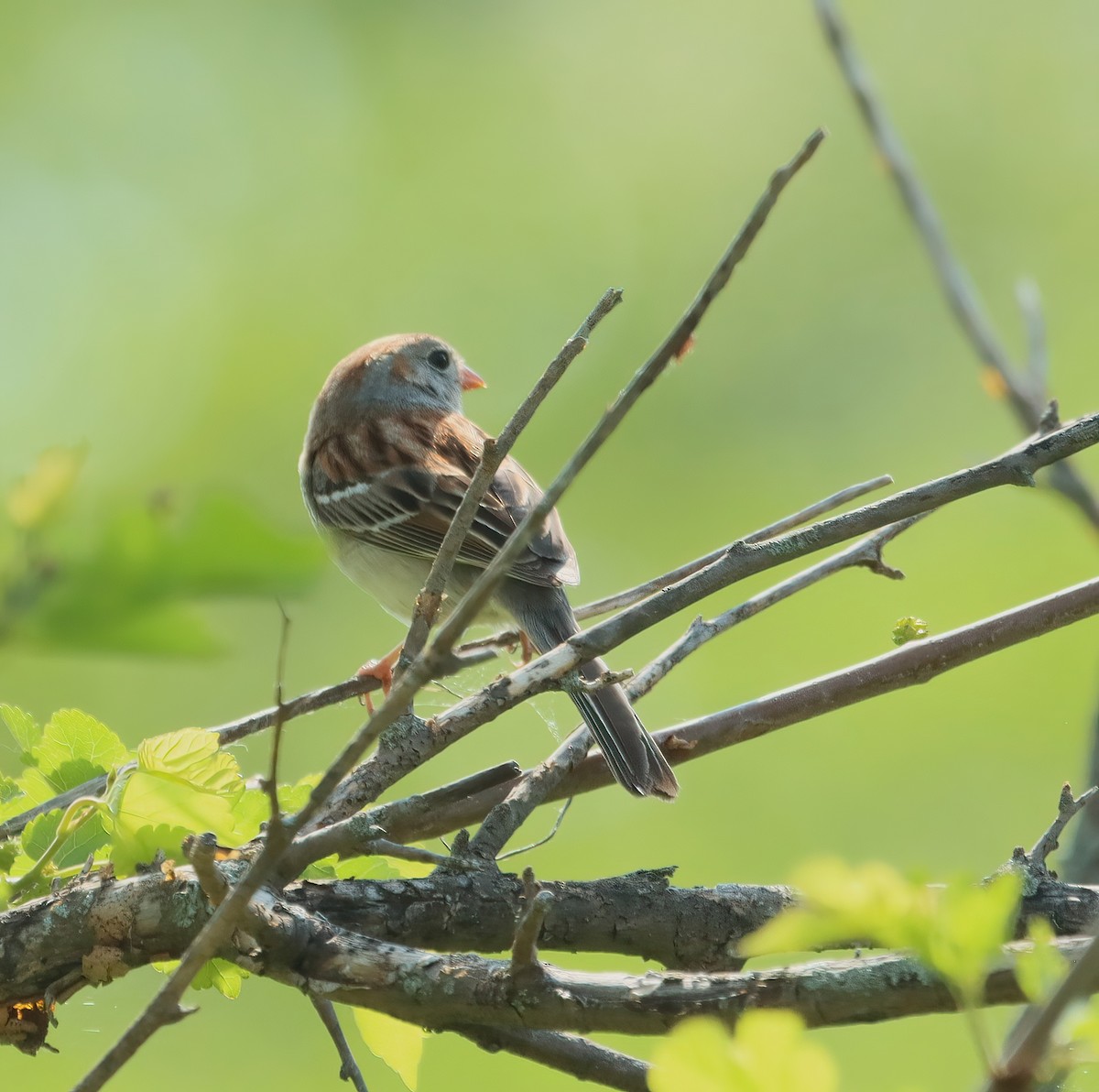 Field Sparrow - ML619132888