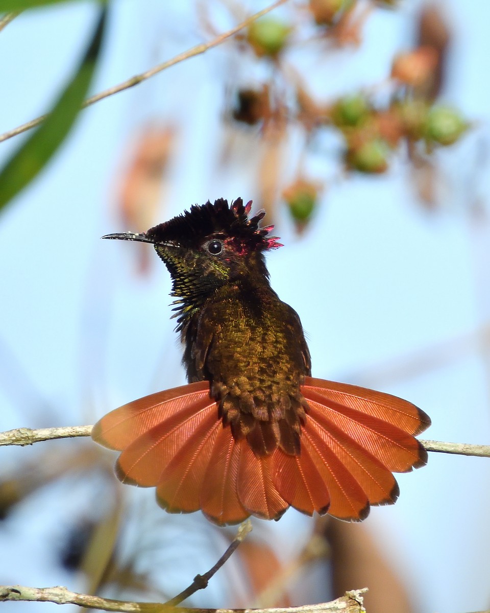 Ruby-topaz Hummingbird - Mateo Guarin
