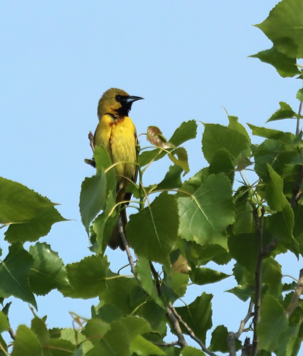 Orchard Oriole - Bob Andrini