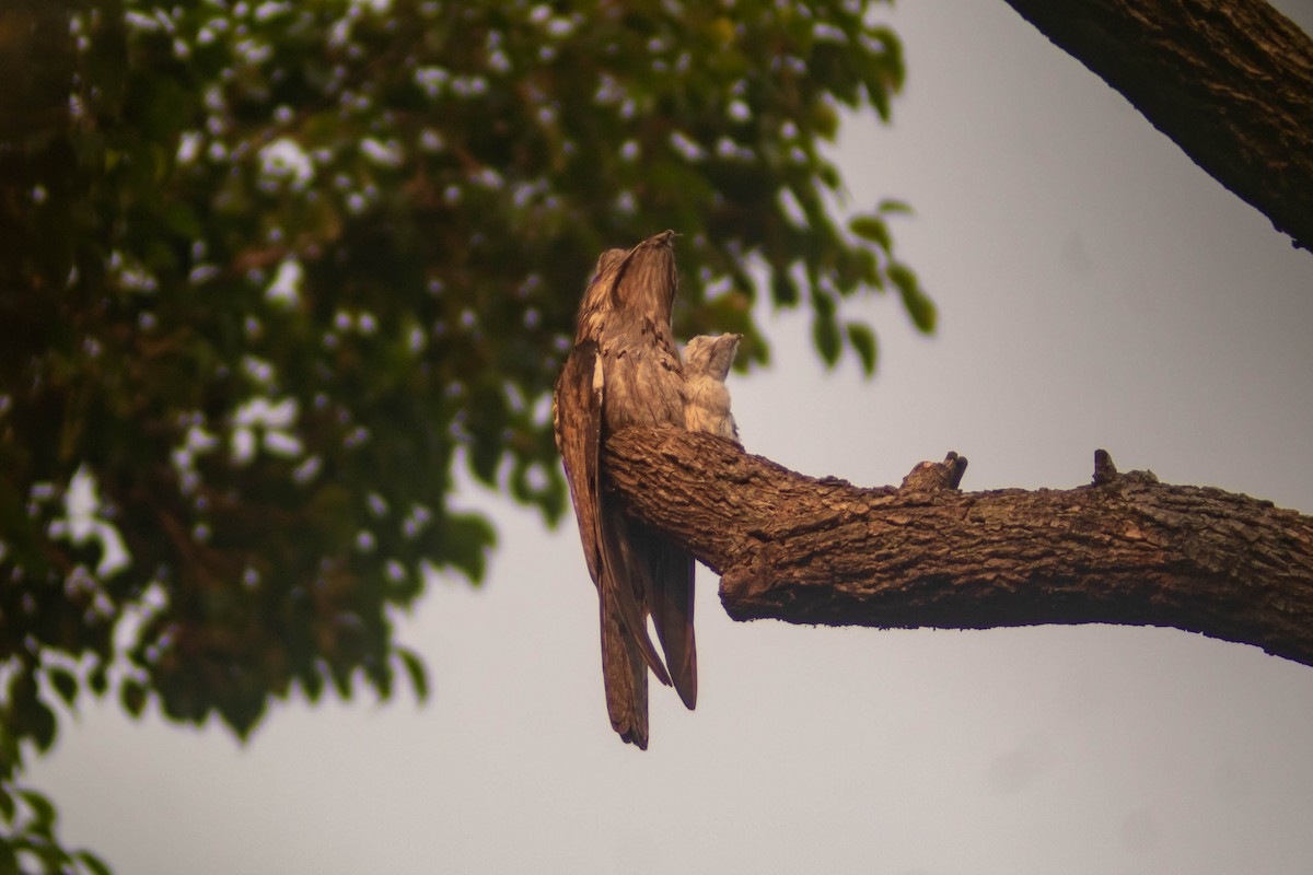 Northern Potoo - Manuel de Jesus Hernandez Ancheita