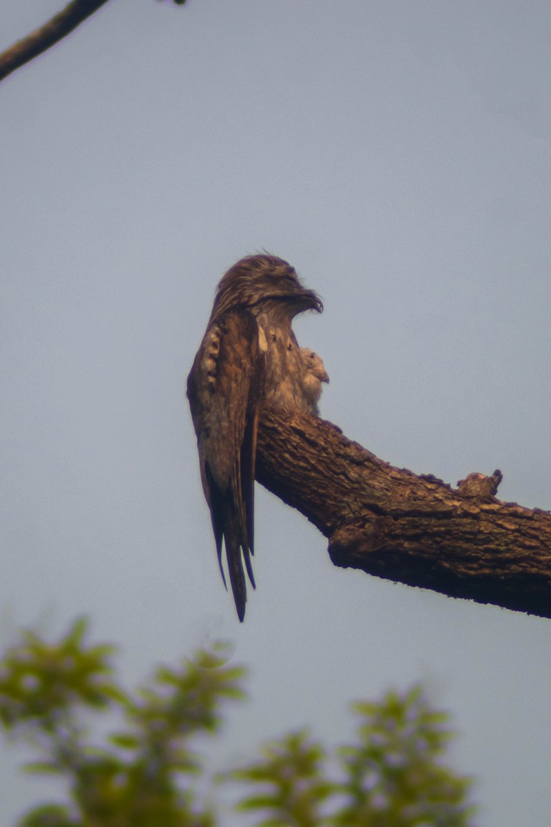 Northern Potoo - Manuel de Jesus Hernandez Ancheita