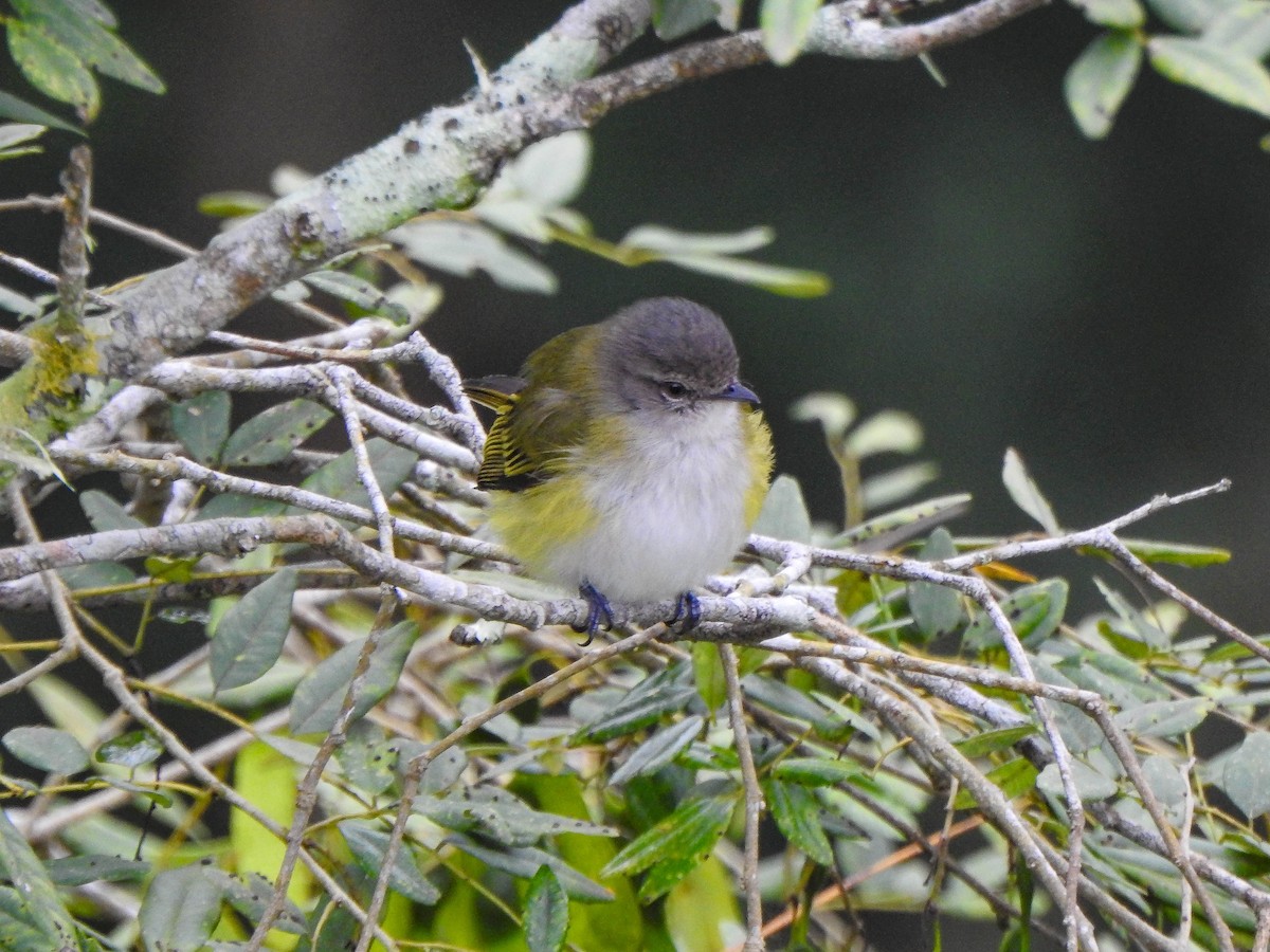 Gray-capped Tyrannulet - ML619132927