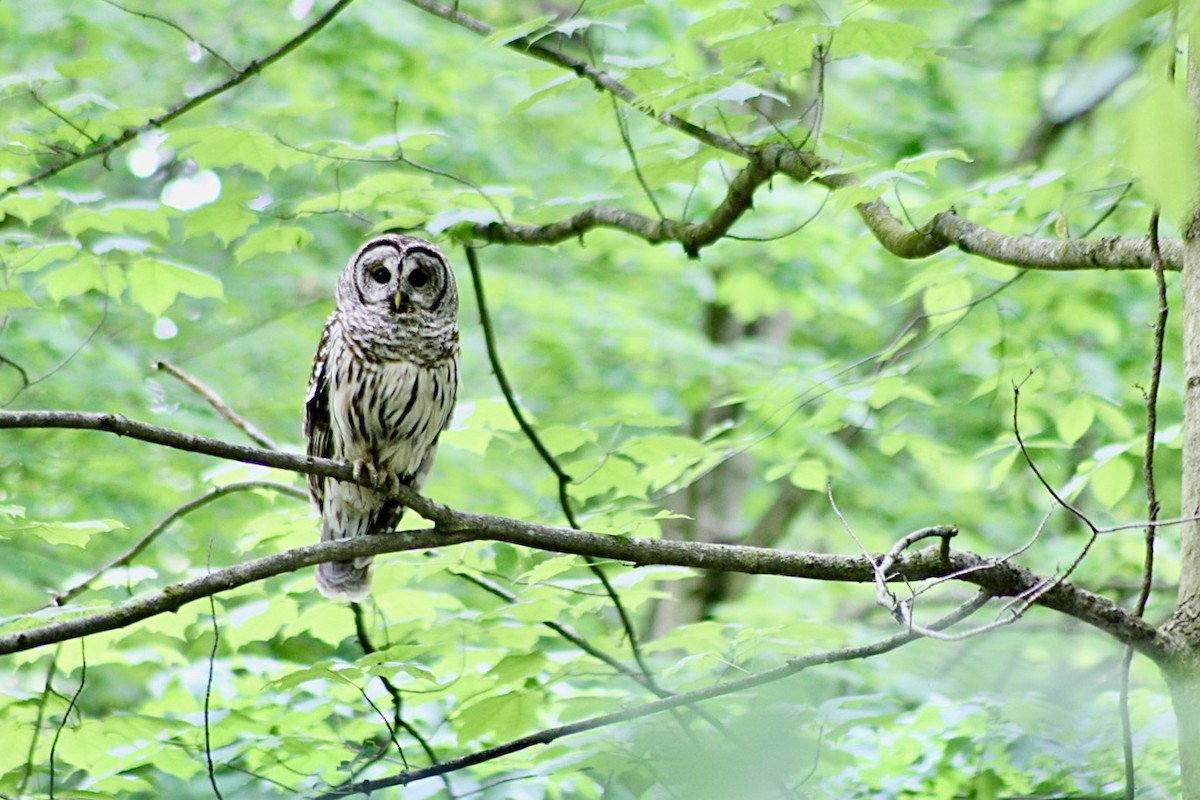 Barred Owl - ML619132931