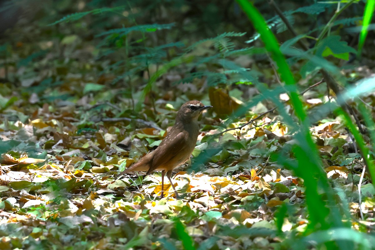 Siberian Rubythroat - ML619132937