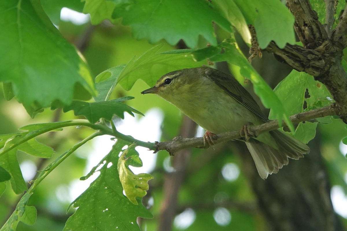 Tennessee Warbler - Lin McGrew