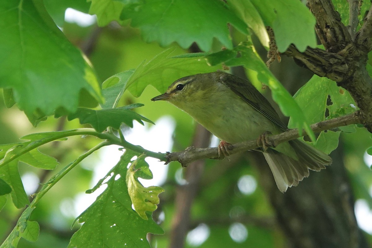 Tennessee Warbler - ML619132942