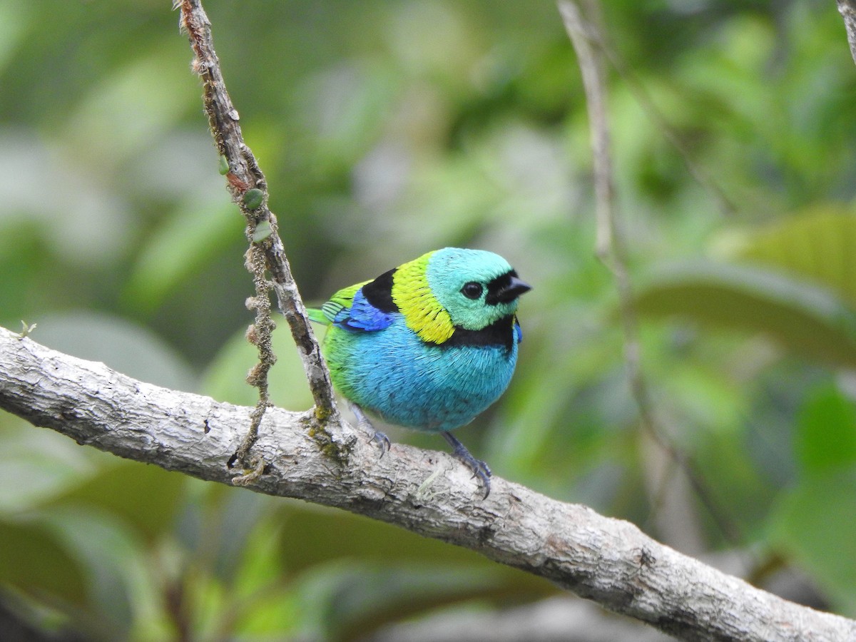 Green-headed Tanager - Alido junior