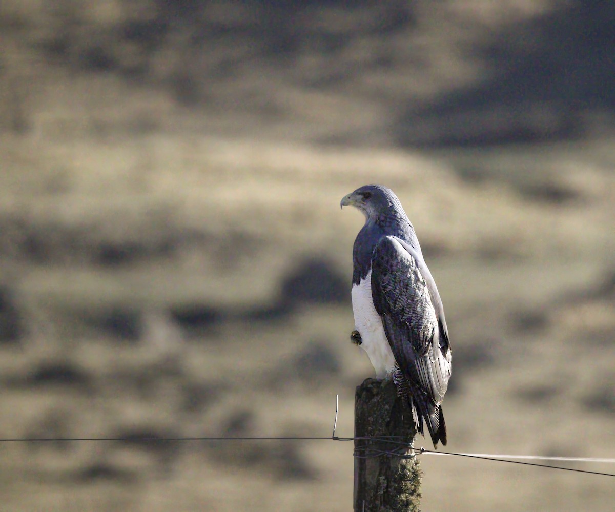 Black-chested Buzzard-Eagle - Richard Greenhalgh