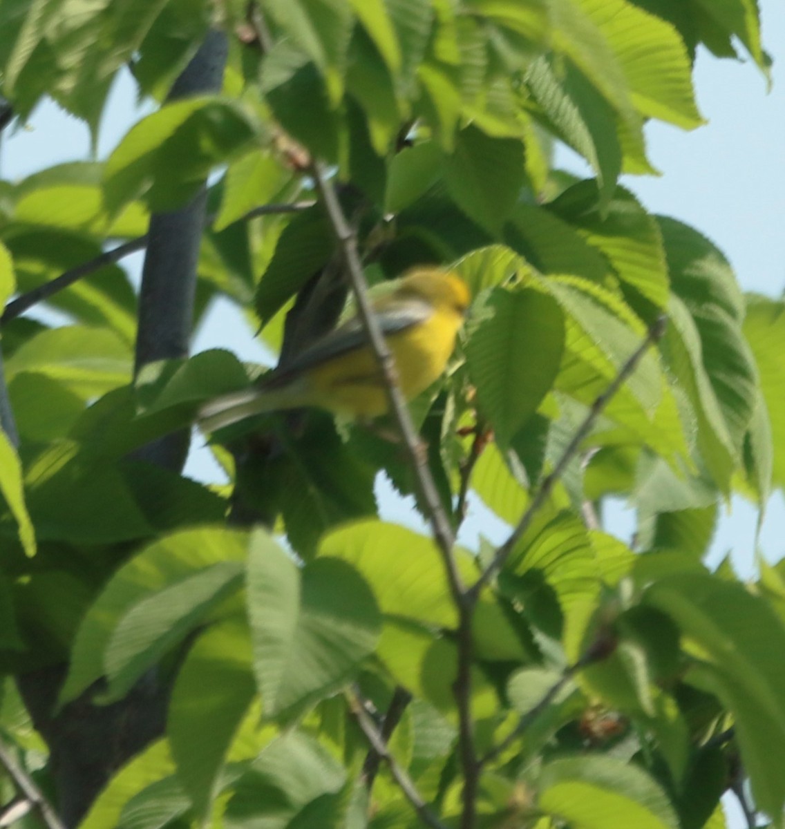 Blue-winged Warbler - Bob Andrini