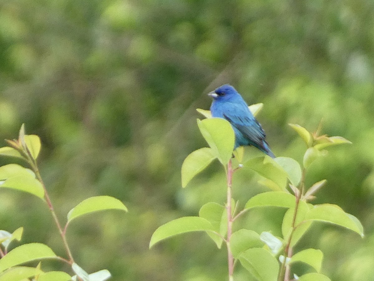 Indigo Bunting - Kerry Eckhardt