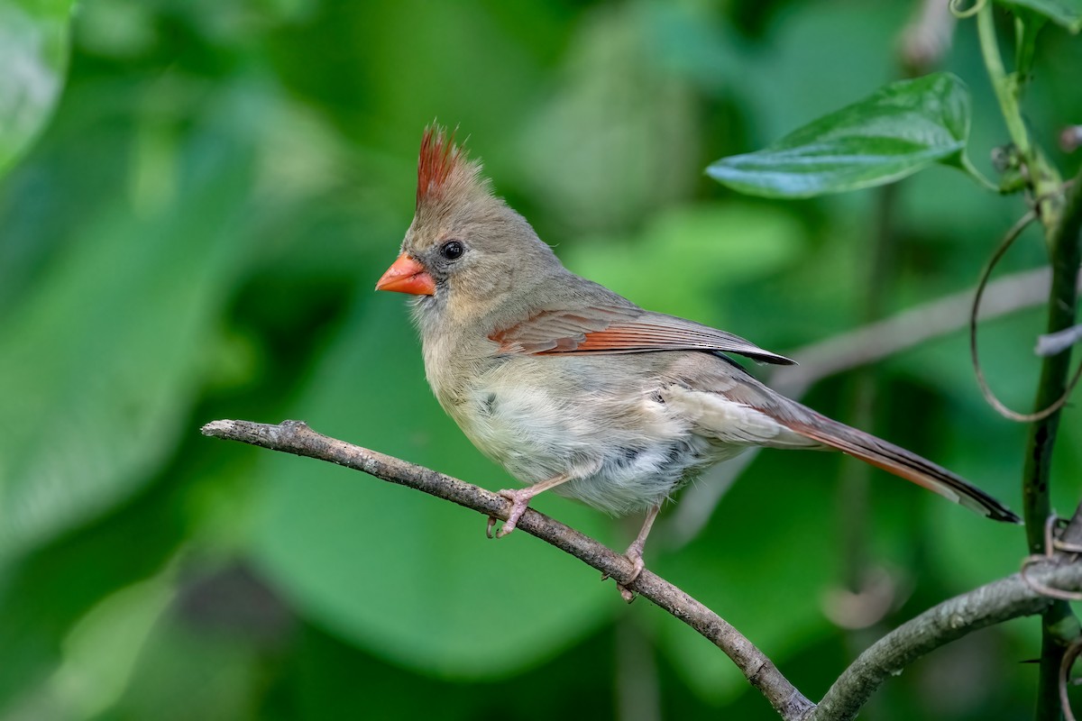Northern Cardinal - Jim Easton