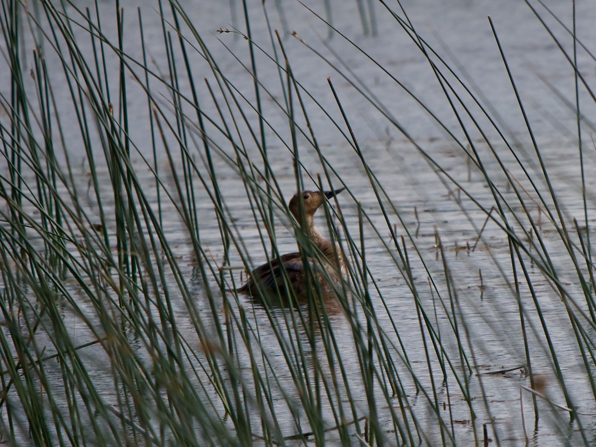 Canvasback - Christopher Eliot