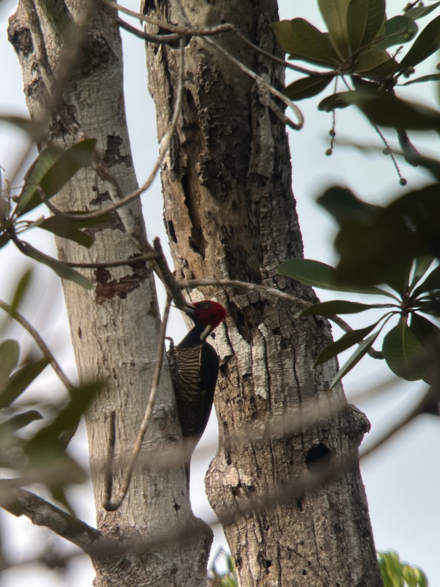 Pale-billed Woodpecker - Brenda Sánchez