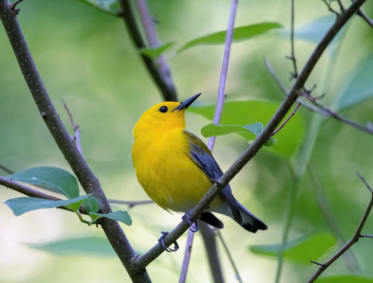 Prothonotary Warbler - Jim Easton