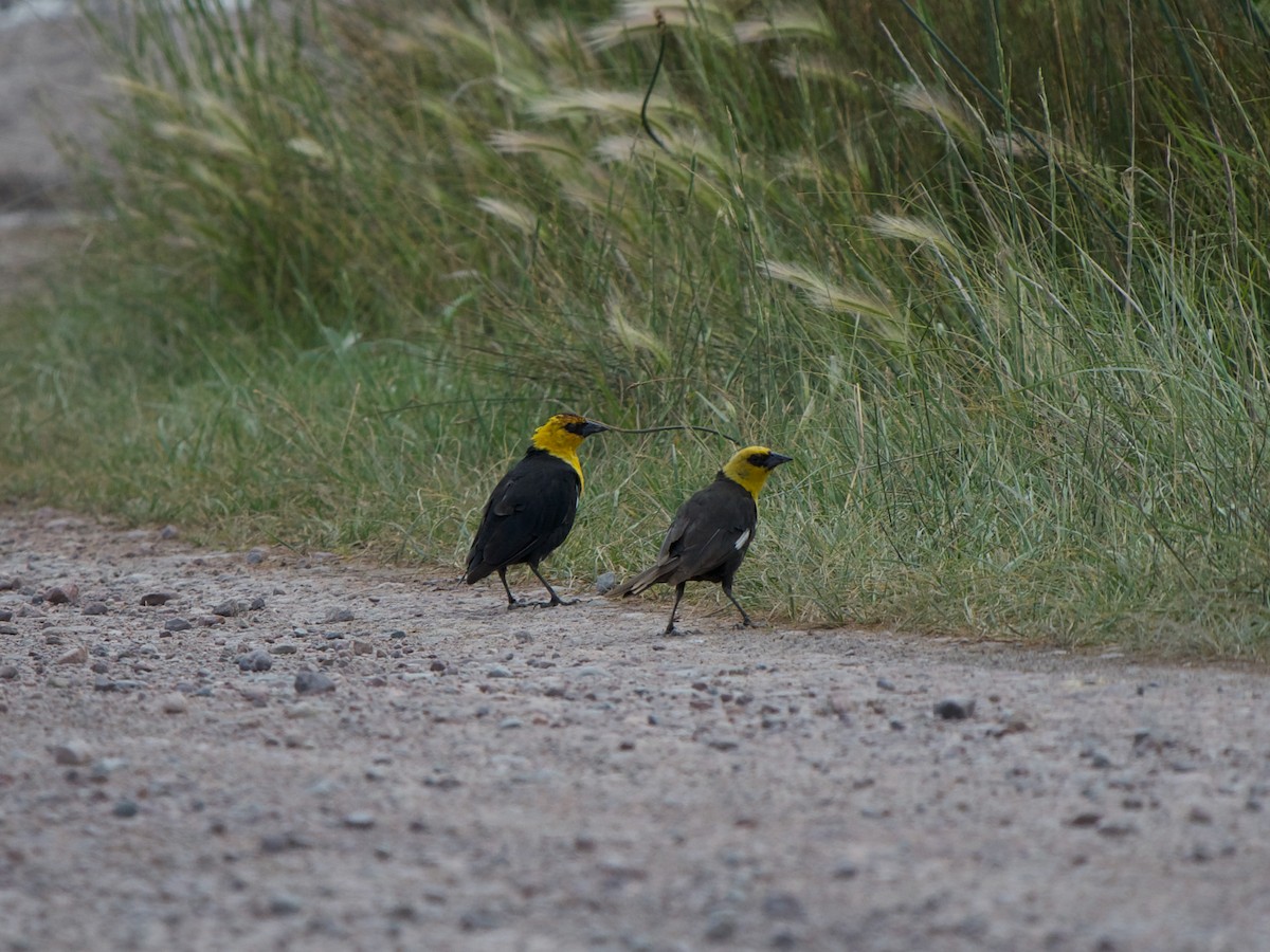 Yellow-headed Blackbird - ML619133094