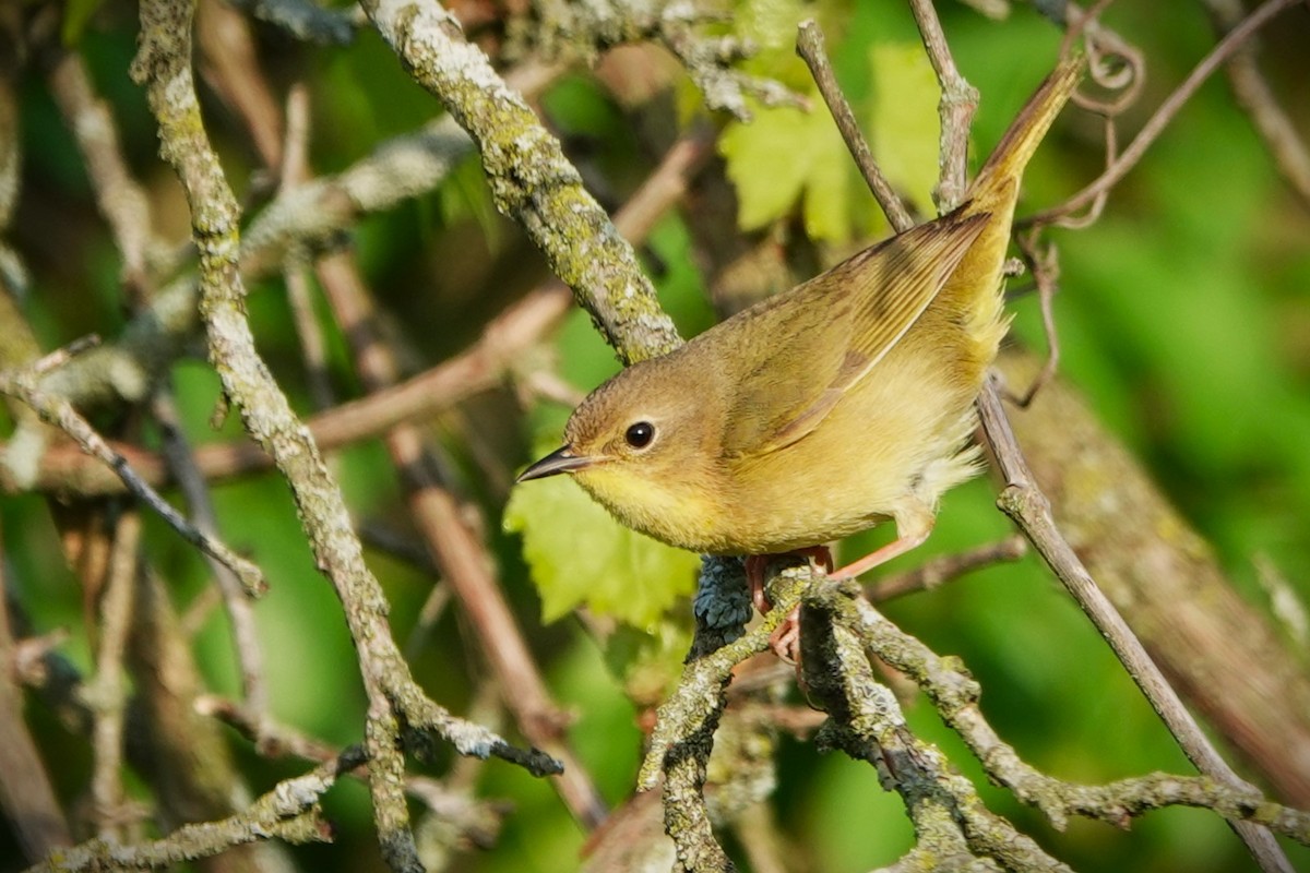 Common Yellowthroat - Lin McGrew