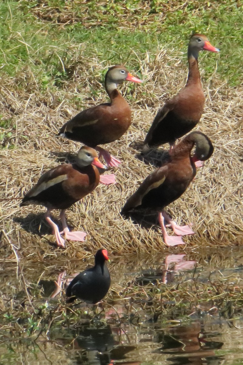 Black-bellied Whistling-Duck - Gail Johnson