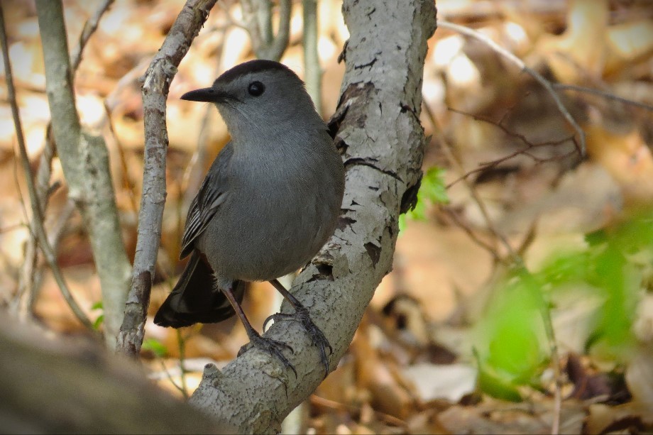 Gray Catbird - ML619133118