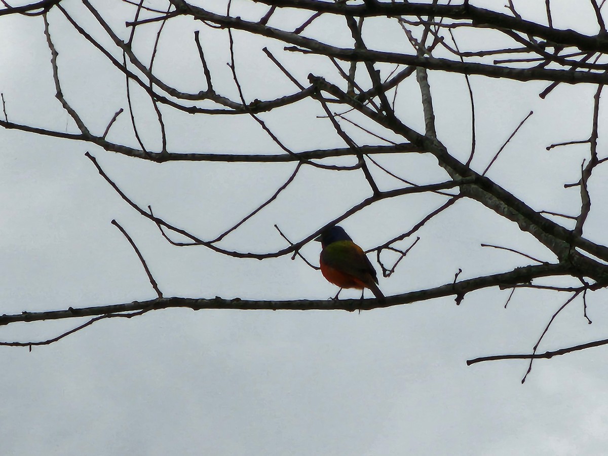 Painted Bunting - Jane Strauss