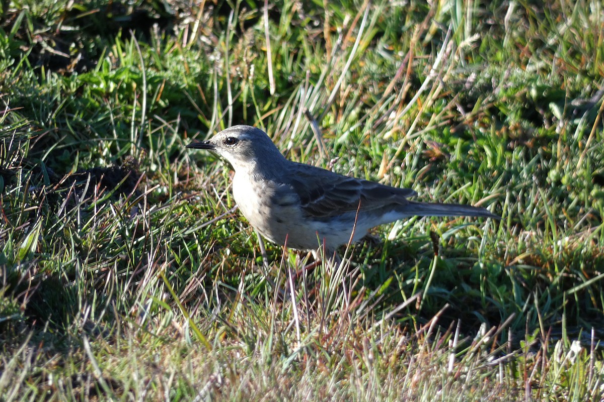 Water Pipit - Xabier Remirez