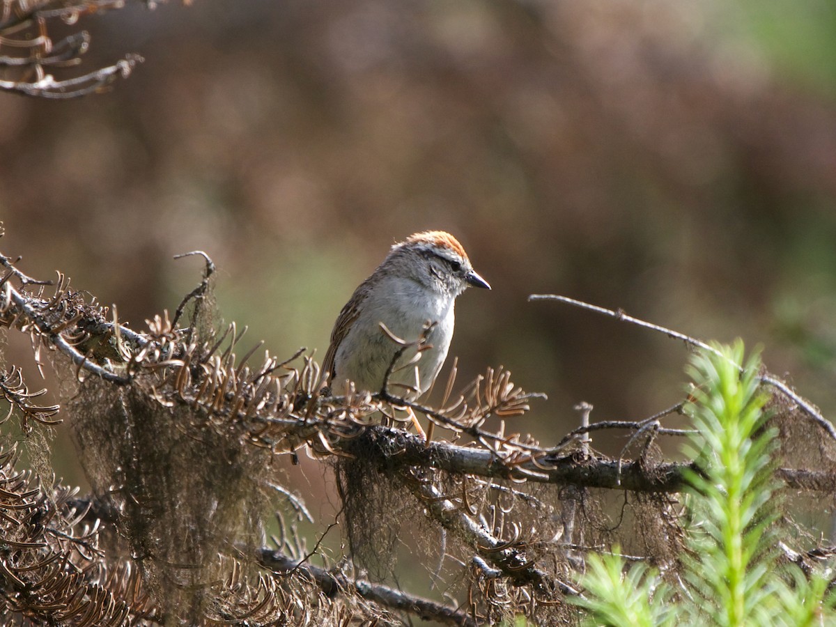 Chipping Sparrow - Christopher Eliot