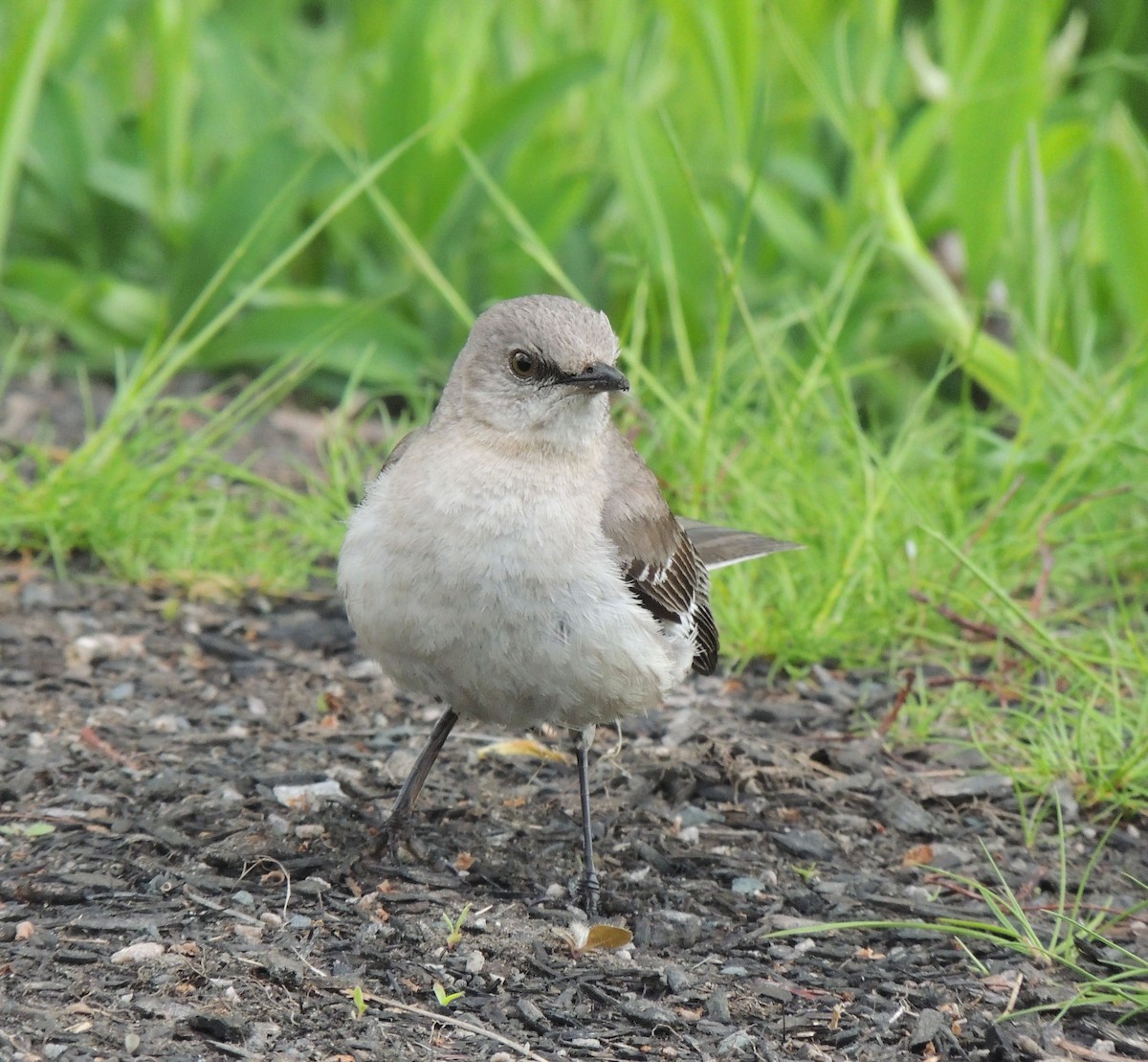 Northern Mockingbird - ML619133153