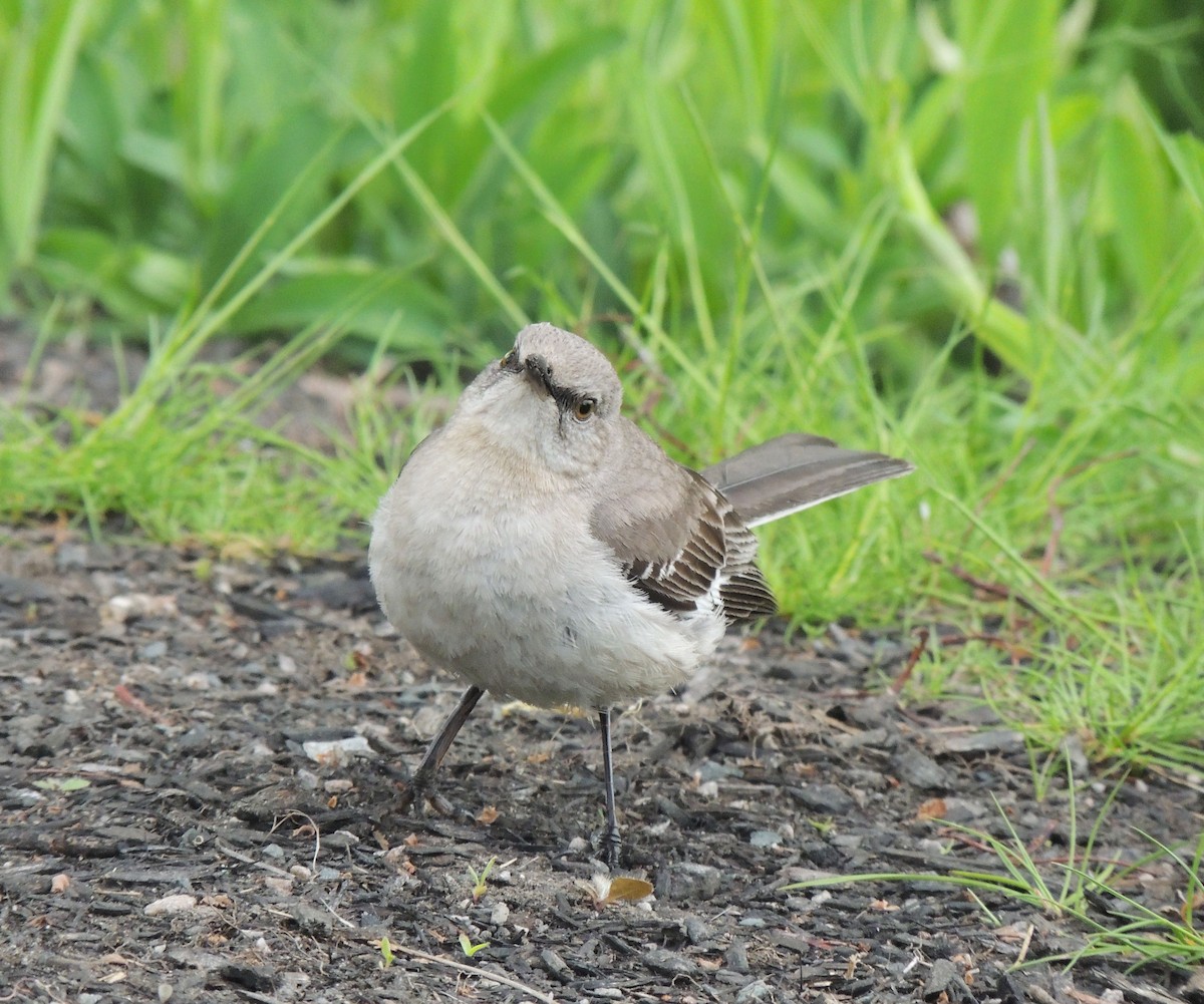 Northern Mockingbird - ML619133154