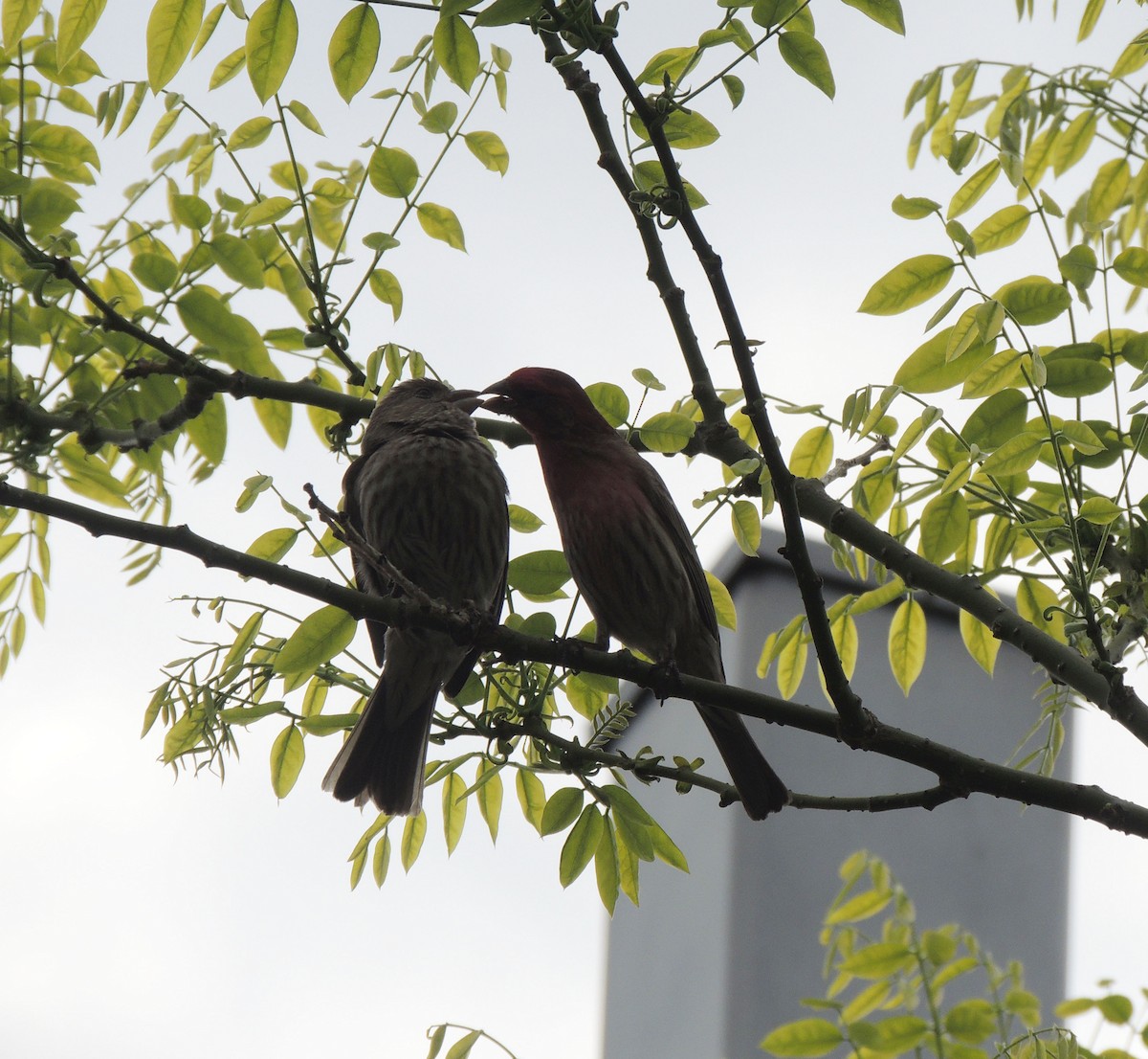 House Finch - ML619133163