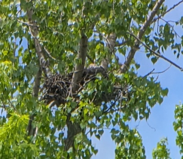 Red-tailed Hawk - ML619133164