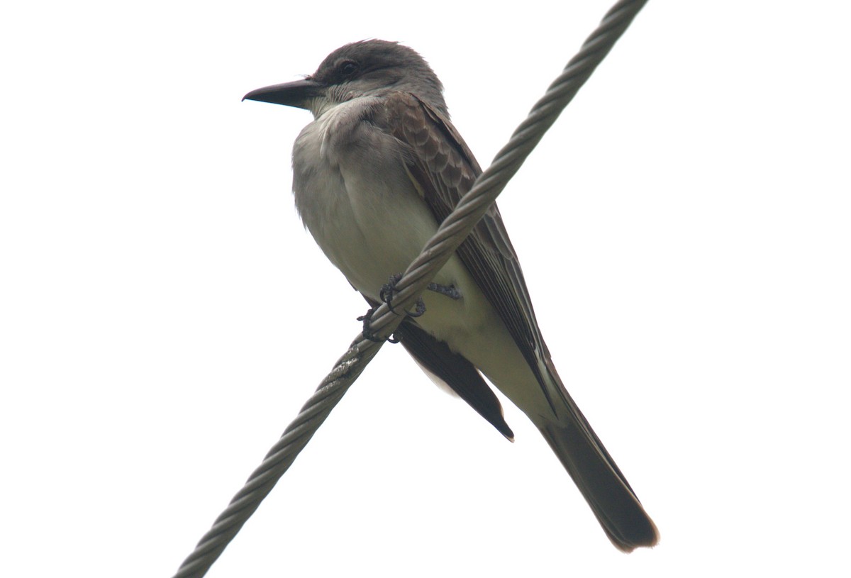 Gray Kingbird - ML619133185