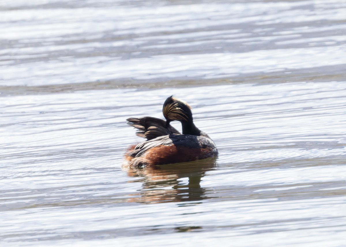 Eared Grebe - Verlee Sanburg