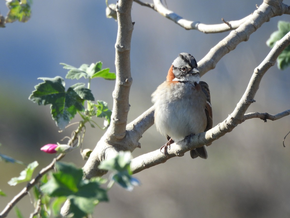 Rufous-collared Sparrow - Roddy Jara Yáñez