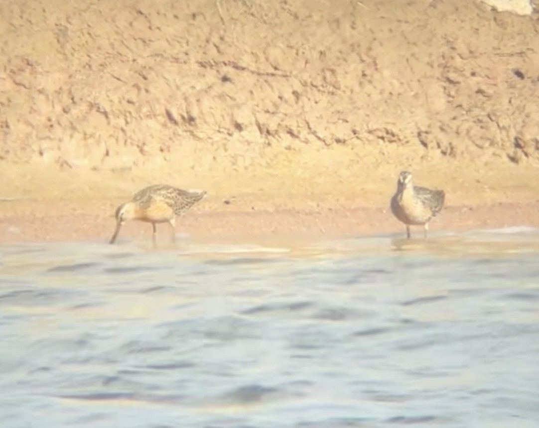 Short-billed Dowitcher (hendersoni) - ML619133196