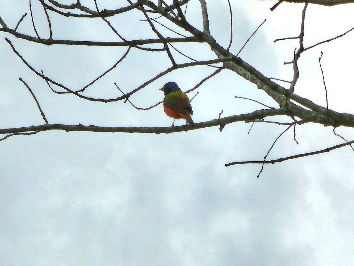 Painted Bunting - Jane Strauss