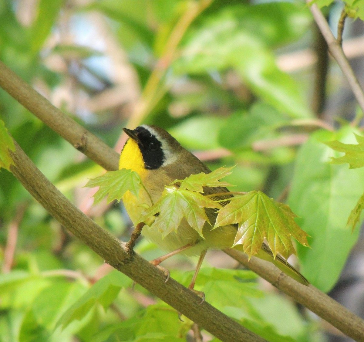 Common Yellowthroat - Laura Ramirez