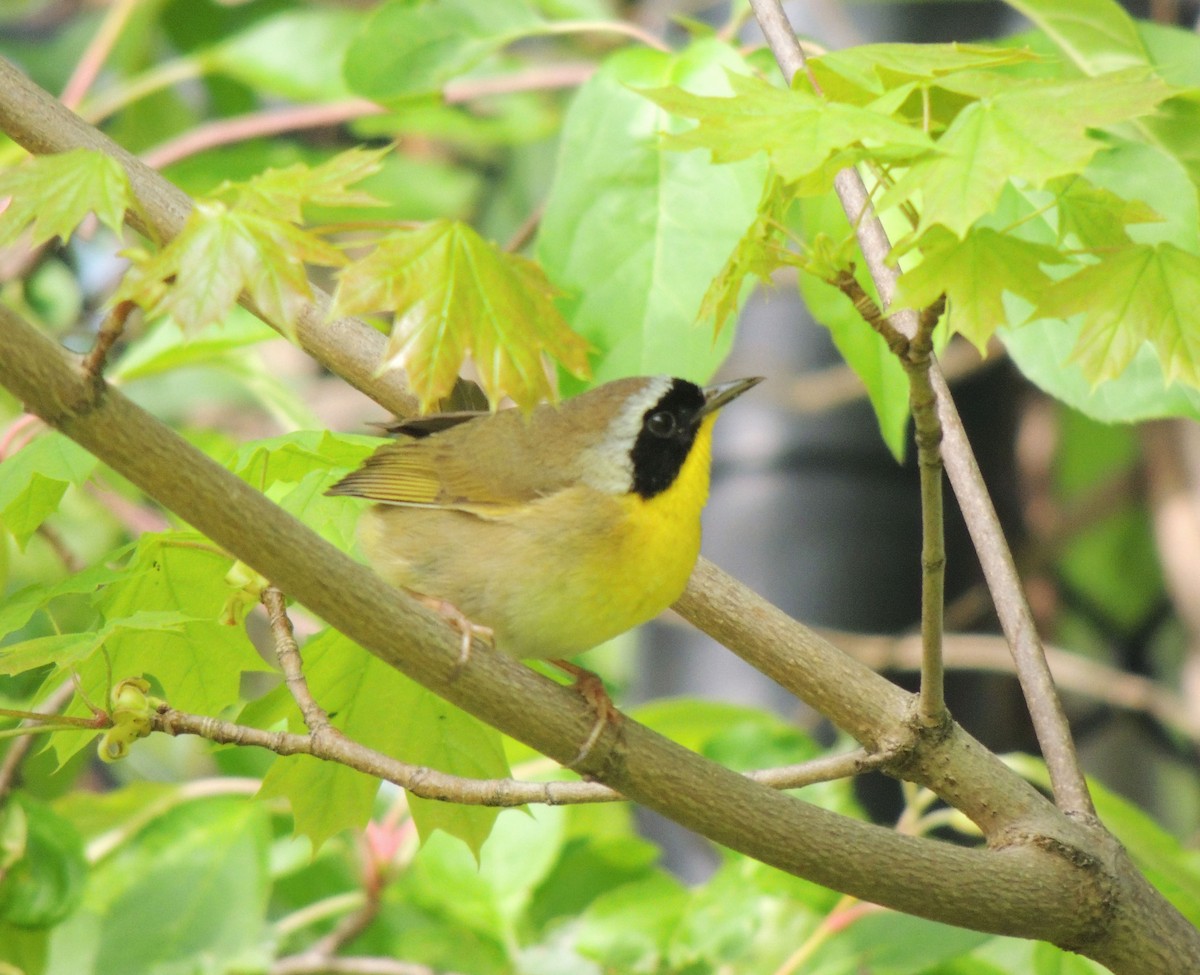 Common Yellowthroat - ML619133212