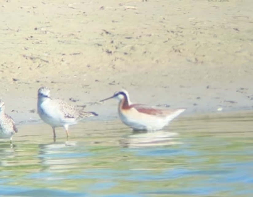 Wilson's Phalarope - Chris Tessaglia-Hymes