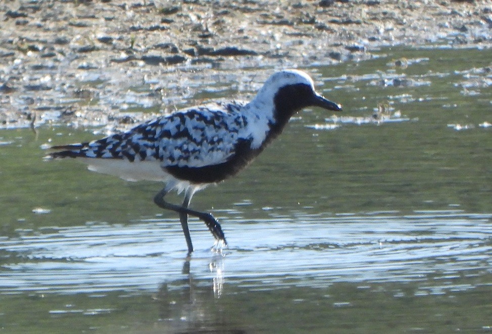 Black-bellied Plover - Jiří Šafránek