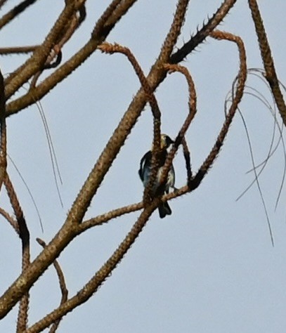 Golden-hooded Tanager - Nancy Blaze