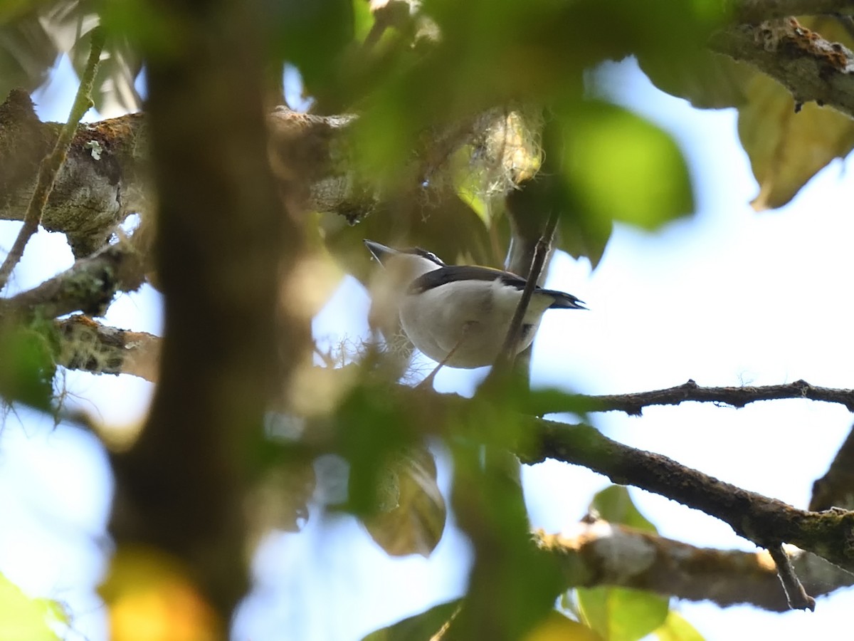 Pied Shrike-Babbler - Oleg Chernyshov